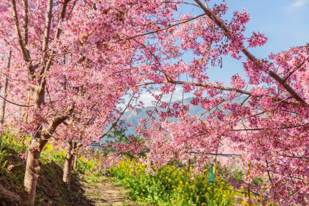 新竹/尖石．泰崗部落櫻花秘境「財伯觀光果園」 | 粉紅昭和櫻與金黃油菜花交織的絕美花海、收藏全台最浪漫的「雙色漸層」