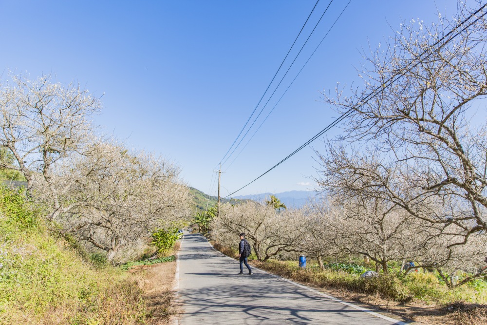 南投/國姓。九份二山「九尖茶廠梅園」｜滿山梅花鋪展、走進冬末春初的白色山景，提供餐點與咖啡小歇