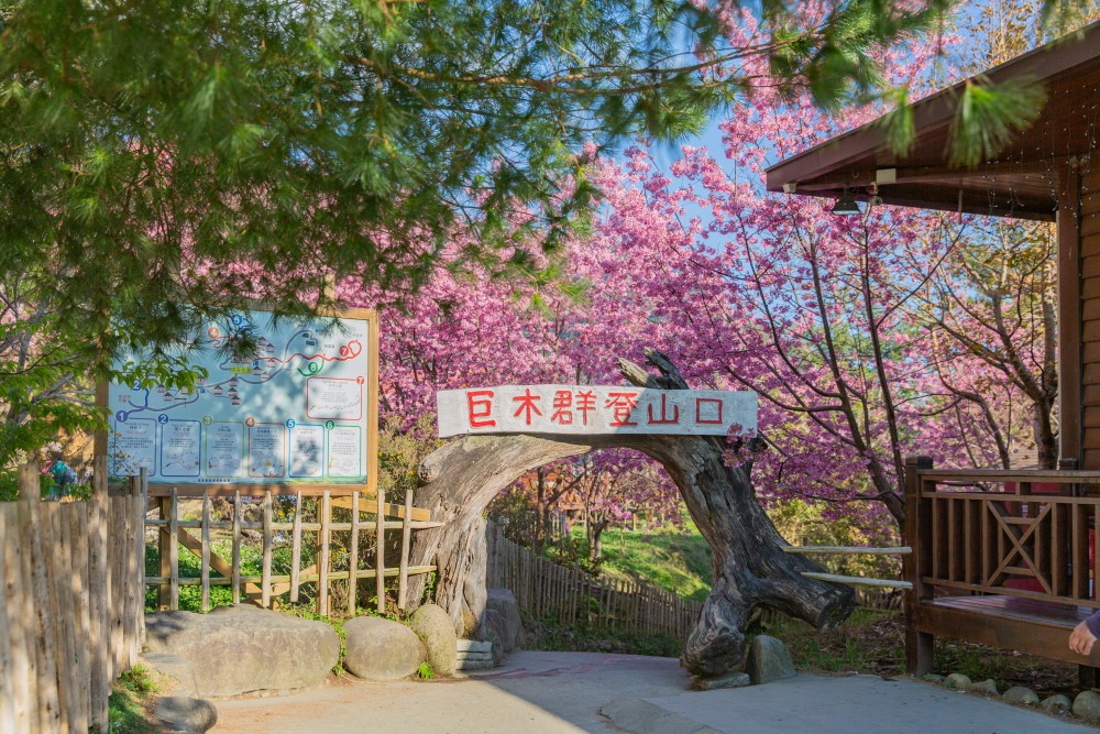 新竹/尖石・司馬庫斯櫻花季｜走進上帝的部落，訂房、車輛通行證怎麼申請？一日遊與二天一夜實際比較