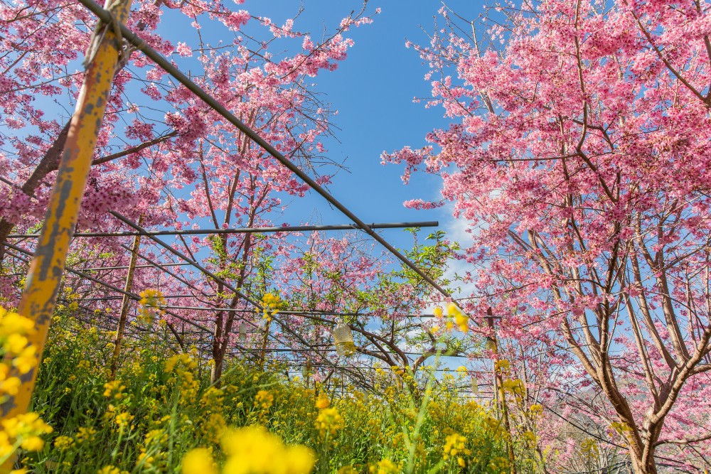 新竹/尖石．泰崗部落櫻花秘境「財伯觀光果園」 | 粉紅昭和櫻與金黃油菜花交織的絕美花海、收藏全台最浪漫的「雙色漸層」