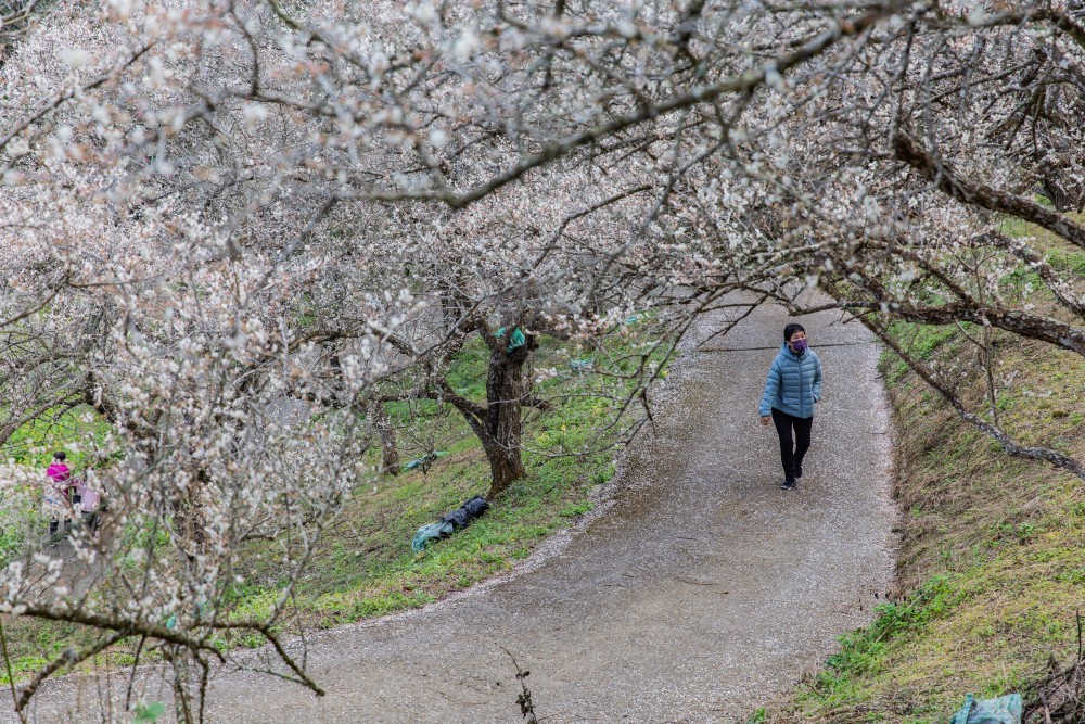 南投/信義・九份二山「七號梅莊」 | 油菜花海 × 梅樹，雙層花海與山路風景，提供自助式熱酸梅汁的山裡人情味