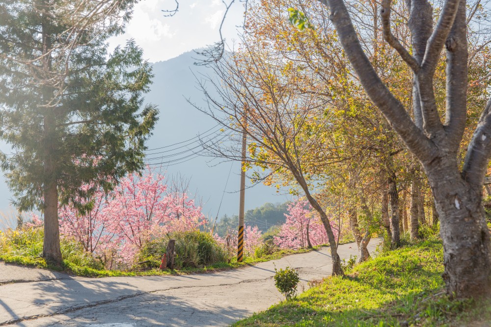 新竹/尖石・司馬庫斯櫻花季｜走進上帝的部落，訂房、車輛通行證怎麼申請？一日遊與二天一夜實際比較