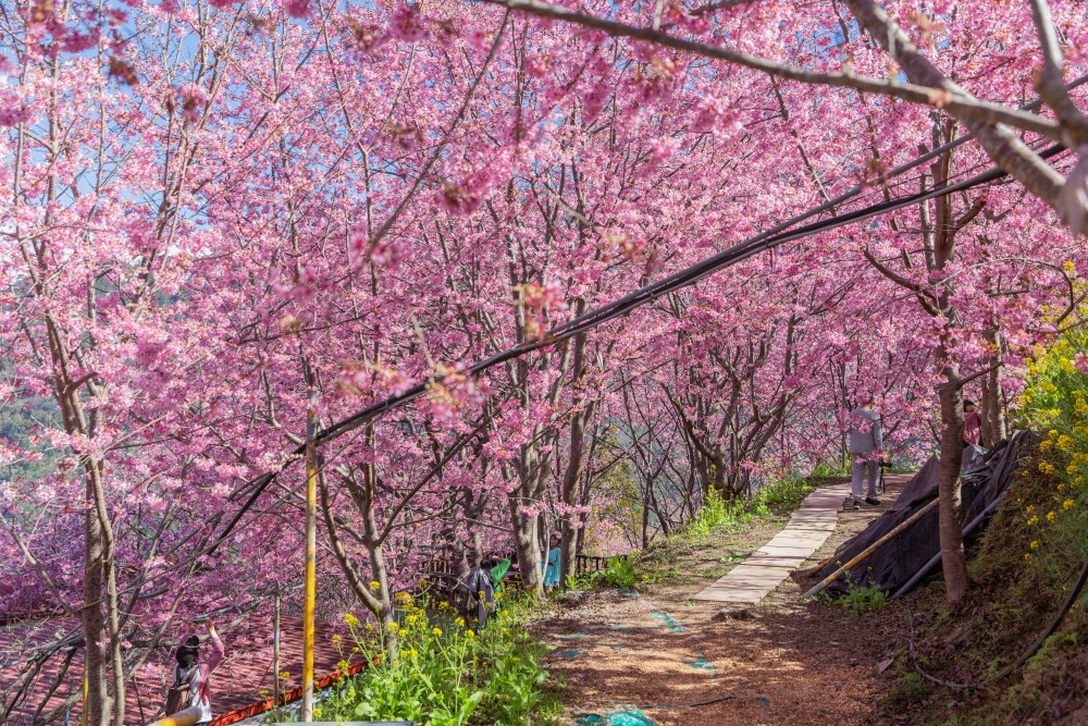 新竹/尖石．泰崗部落櫻花秘境「財伯觀光果園」 | 粉紅昭和櫻與金黃油菜花交織的絕美花海、收藏全台最浪漫的「雙色漸層」