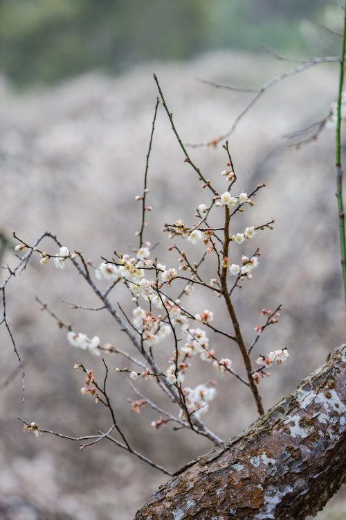 南投/信義・九份二山「七號梅莊」 | 油菜花海 × 梅樹，雙層花海與山路風景，提供自助式熱酸梅汁的山裡人情味