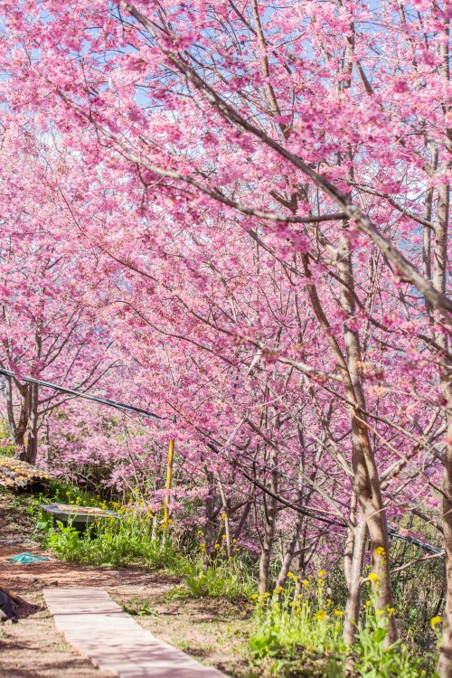 新竹/尖石．泰崗部落櫻花秘境「財伯觀光果園」 | 粉紅昭和櫻與金黃油菜花交織的絕美花海、收藏全台最浪漫的「雙色漸層」