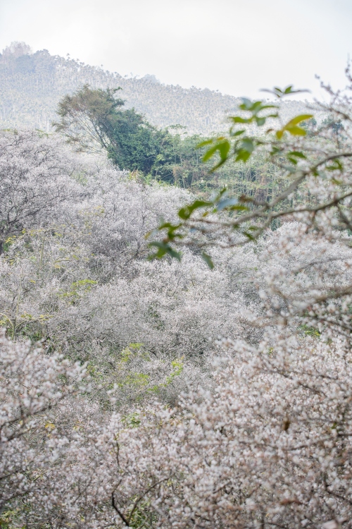 南投/信義・九份二山「七號梅莊」 | 油菜花海 × 梅樹，雙層花海與山路風景，提供自助式熱酸梅汁的山裡人情味