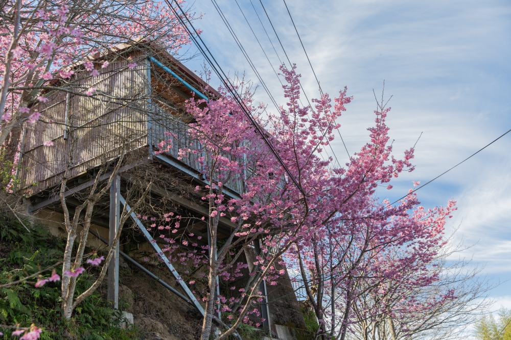 新竹/尖石．泰崗部落櫻花秘境「財伯觀光果園」 | 粉紅昭和櫻與金黃油菜花交織的絕美花海、收藏全台最浪漫的「雙色漸層」