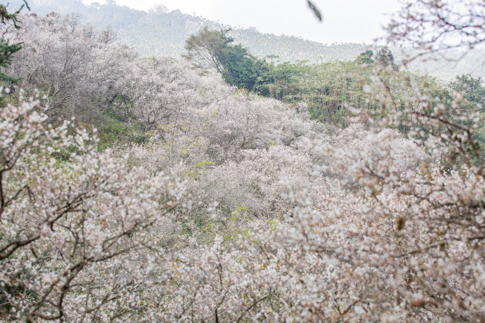 南投/信義・九份二山「七號梅莊」 | 油菜花海 × 梅樹，雙層花海與山路風景，提供自助式熱酸梅汁的山裡人情味