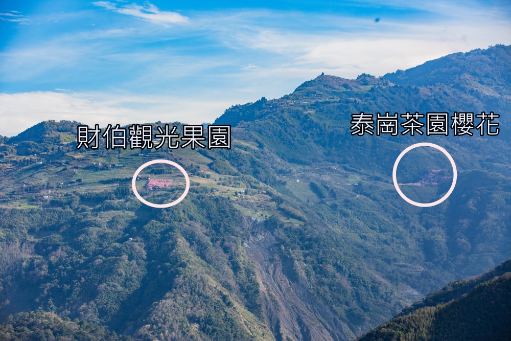 新竹/尖石．泰崗部落櫻花秘境「財伯觀光果園」 | 粉紅昭和櫻與金黃油菜花交織的絕美花海、收藏全台最浪漫的「雙色漸層」