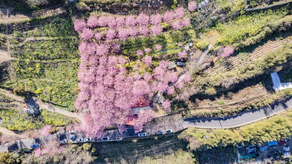 新竹/尖石．泰崗部落櫻花秘境「財伯觀光果園」 | 粉紅昭和櫻與金黃油菜花交織的絕美花海、收藏全台最浪漫的「雙色漸層」