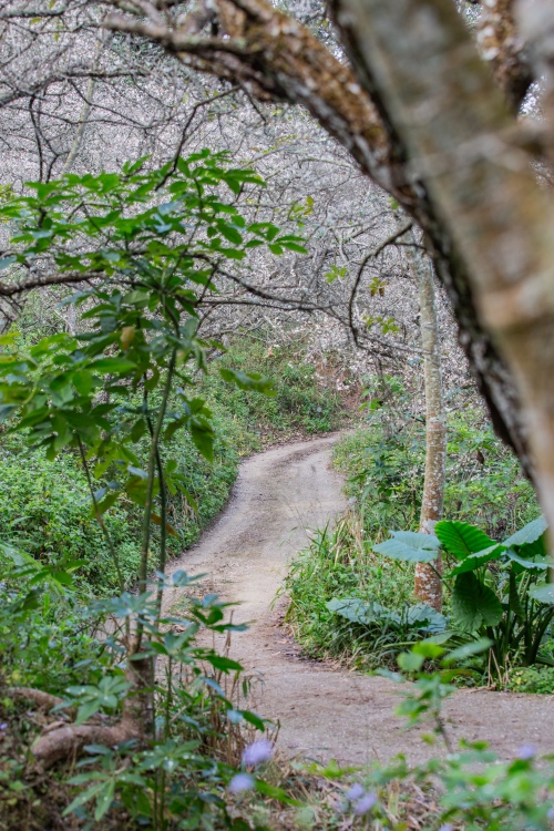 南投/信義・九份二山「七號梅莊」 | 油菜花海 × 梅樹，雙層花海與山路風景，提供自助式熱酸梅汁的山裡人情味