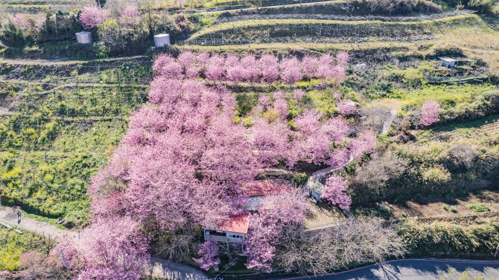 新竹/尖石．泰崗部落櫻花秘境「財伯觀光果園」 | 粉紅昭和櫻與金黃油菜花交織的絕美花海、收藏全台最浪漫的「雙色漸層」
