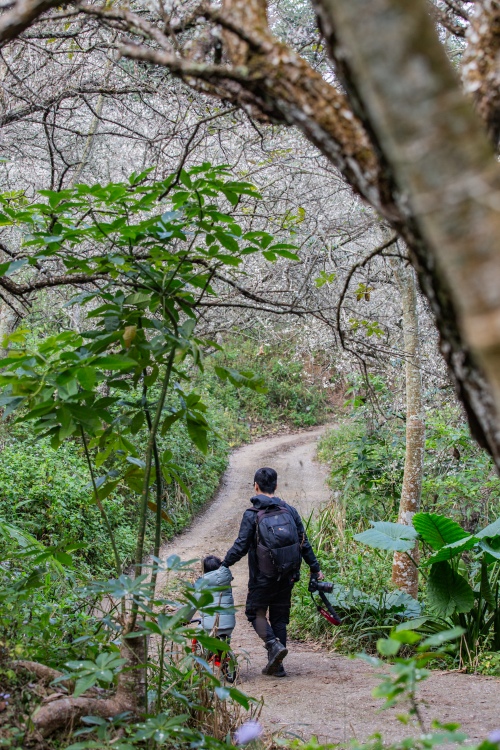 南投/信義・九份二山「七號梅莊」 | 油菜花海 × 梅樹，雙層花海與山路風景，提供自助式熱酸梅汁的山裡人情味