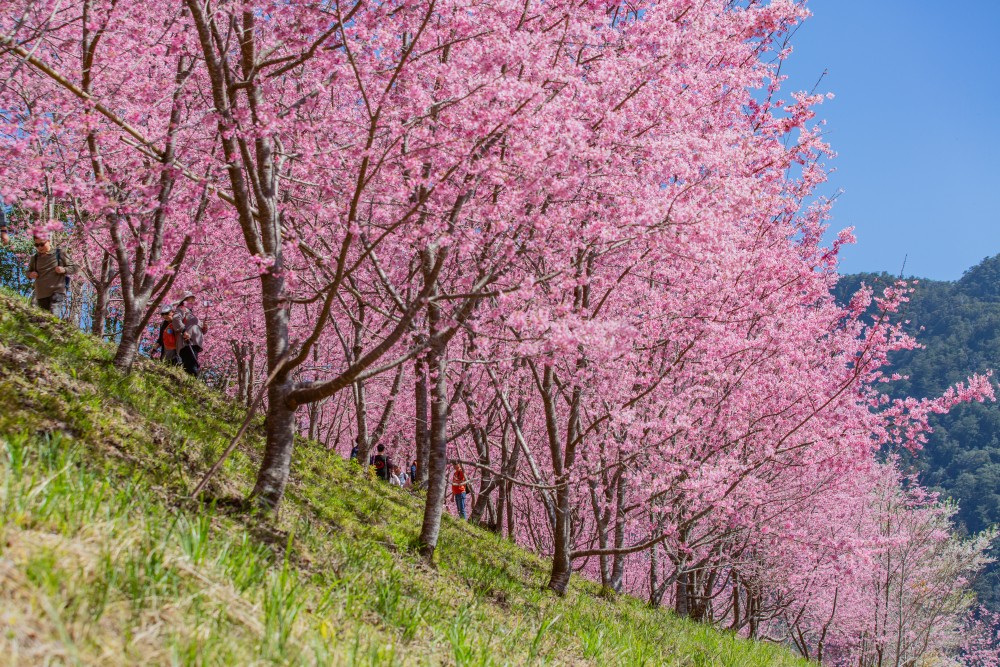 新竹/尖石・司馬庫斯櫻花季｜走進上帝的部落，訂房、車輛通行證怎麼申請？一日遊與二天一夜實際比較