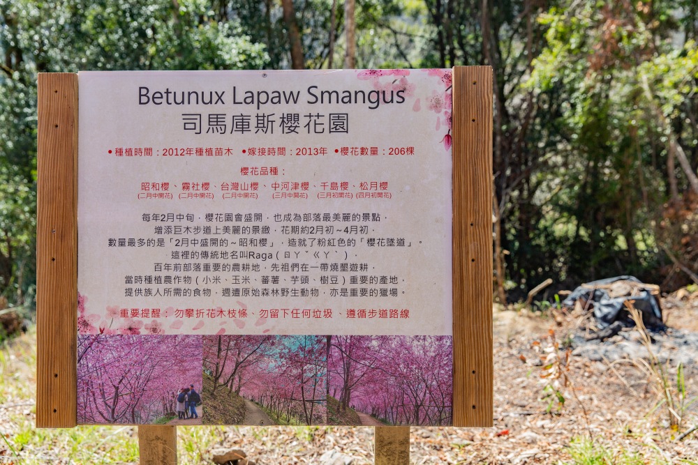 新竹/尖石・司馬庫斯櫻花季｜走進上帝的部落，訂房、車輛通行證怎麼申請？一日遊與二天一夜實際比較