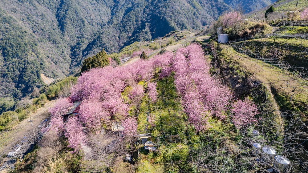 新竹/尖石．泰崗部落櫻花秘境「財伯觀光果園」 | 粉紅昭和櫻與金黃油菜花交織的絕美花海、收藏全台最浪漫的「雙色漸層」