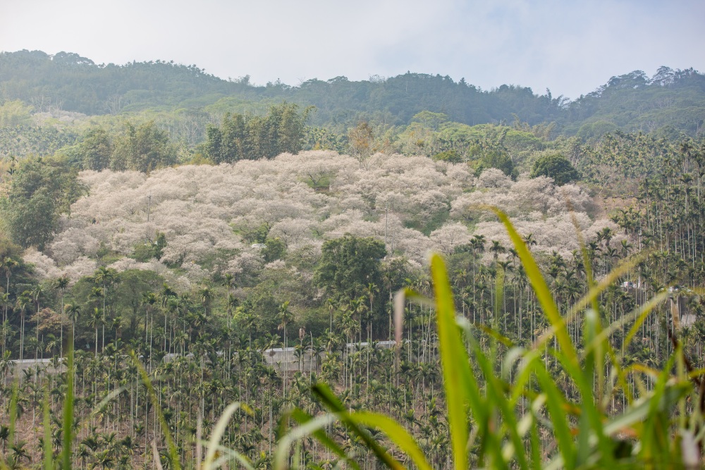 南投/信義・九份二山「七號梅莊」 | 油菜花海 × 梅樹，雙層花海與山路風景，提供自助式熱酸梅汁的山裡人情味