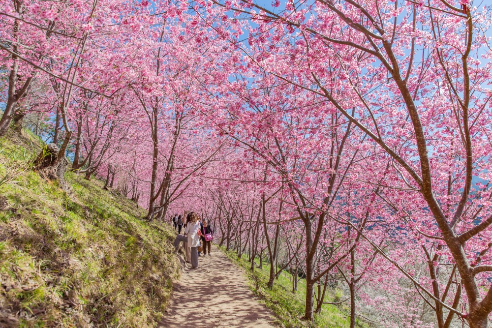 新竹/尖石・司馬庫斯櫻花季｜走進上帝的部落，訂房、車輛通行證怎麼申請？一日遊與二天一夜實際比較