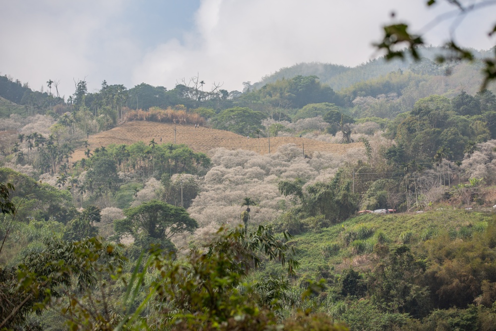南投/信義・九份二山「七號梅莊」 | 油菜花海 × 梅樹，雙層花海與山路風景，提供自助式熱酸梅汁的山裡人情味