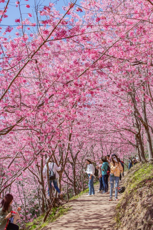 新竹/尖石・司馬庫斯櫻花季｜走進上帝的部落，訂房、車輛通行證怎麼申請？一日遊與二天一夜實際比較