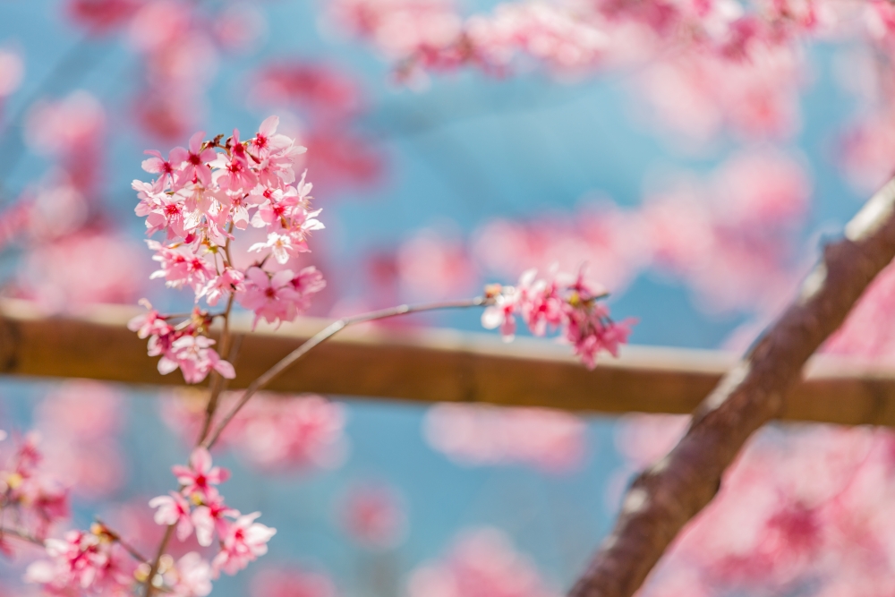新竹/尖石・司馬庫斯櫻花季｜走進上帝的部落，訂房、車輛通行證怎麼申請？一日遊與二天一夜實際比較