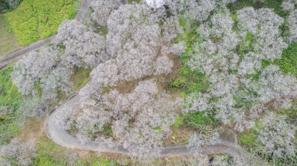 南投/信義・九份二山「七號梅莊」 | 油菜花海 × 梅樹，雙層花海與山路風景，提供自助式熱酸梅汁的山裡人情味