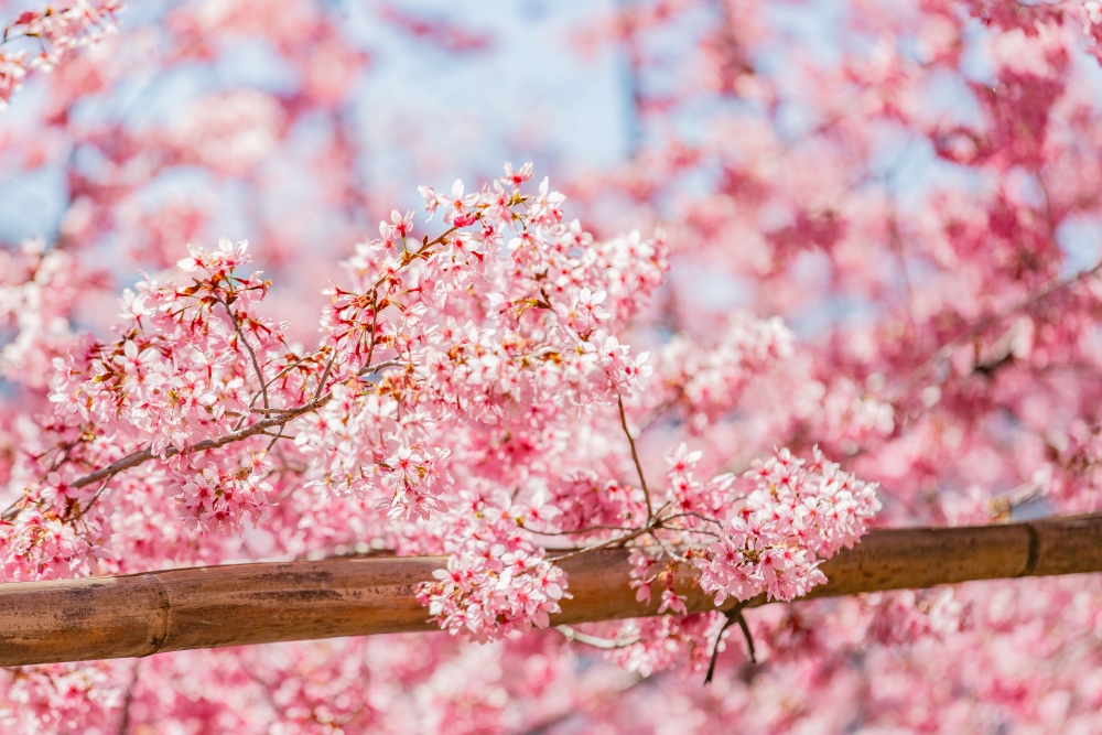 新竹/尖石・司馬庫斯櫻花季｜走進上帝的部落，訂房、車輛通行證怎麼申請？一日遊與二天一夜實際比較