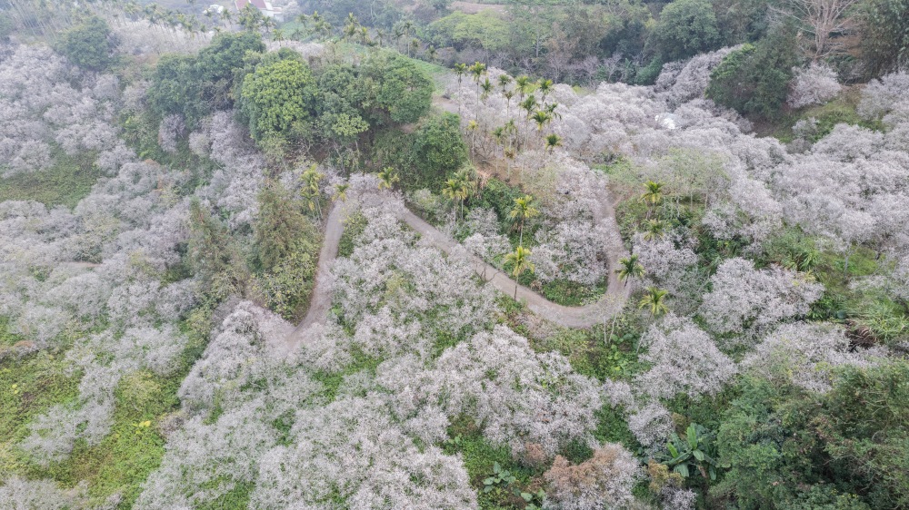 南投/信義・九份二山「七號梅莊」 | 油菜花海 × 梅樹，雙層花海與山路風景，提供自助式熱酸梅汁的山裡人情味