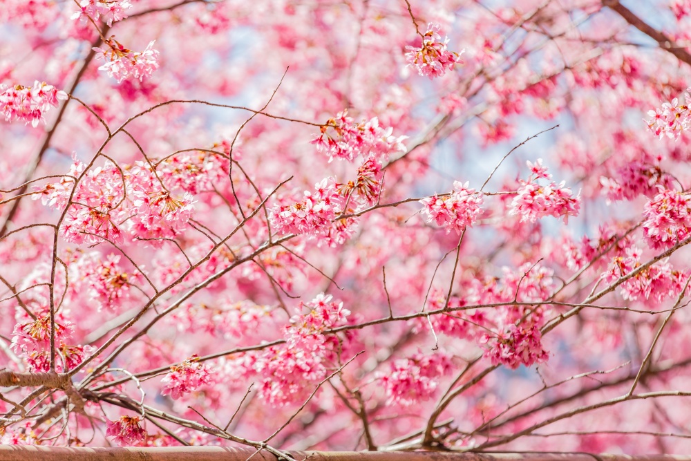 新竹/尖石・司馬庫斯櫻花季｜走進上帝的部落，訂房、車輛通行證怎麼申請？一日遊與二天一夜實際比較