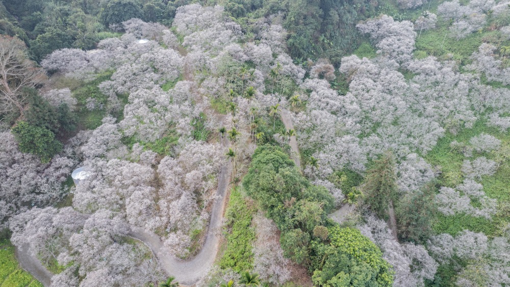 南投/信義・九份二山「七號梅莊」 | 油菜花海 × 梅樹，雙層花海與山路風景，提供自助式熱酸梅汁的山裡人情味