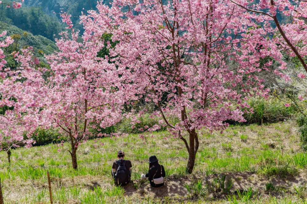 新竹/尖石・司馬庫斯櫻花季｜走進上帝的部落，訂房、車輛通行證怎麼申請？一日遊與二天一夜實際比較