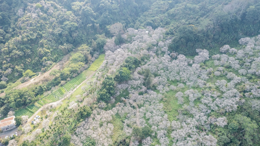 南投/信義・九份二山「七號梅莊」 | 油菜花海 × 梅樹，雙層花海與山路風景，提供自助式熱酸梅汁的山裡人情味