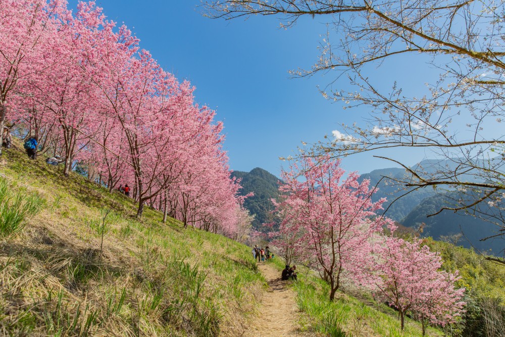 新竹/尖石・司馬庫斯櫻花季｜走進上帝的部落，訂房、車輛通行證怎麼申請？一日遊與二天一夜實際比較
