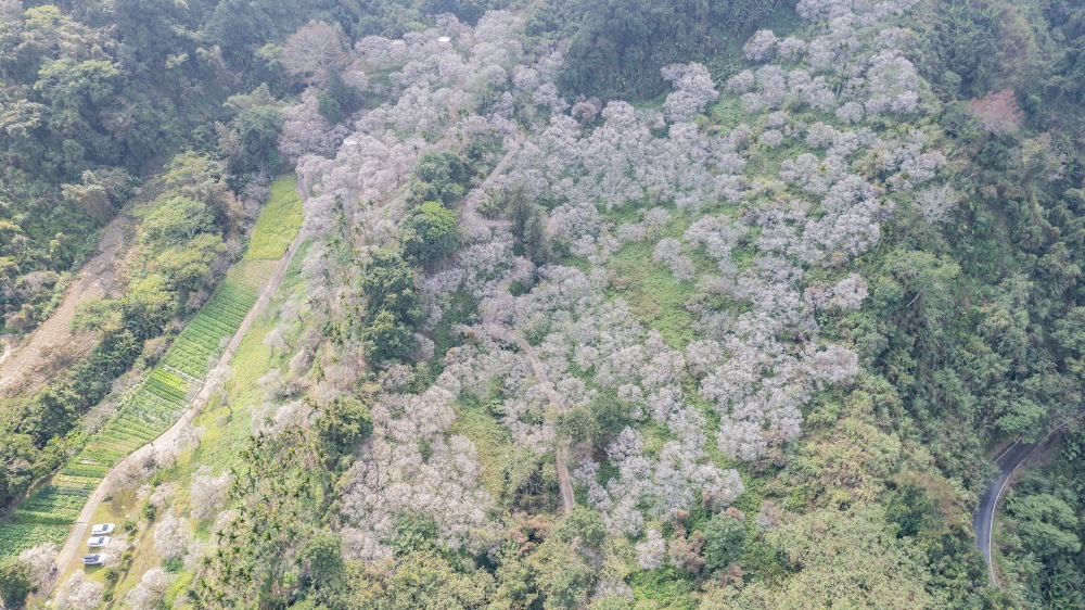 南投/信義・九份二山「七號梅莊」 | 油菜花海 × 梅樹，雙層花海與山路風景，提供自助式熱酸梅汁的山裡人情味
