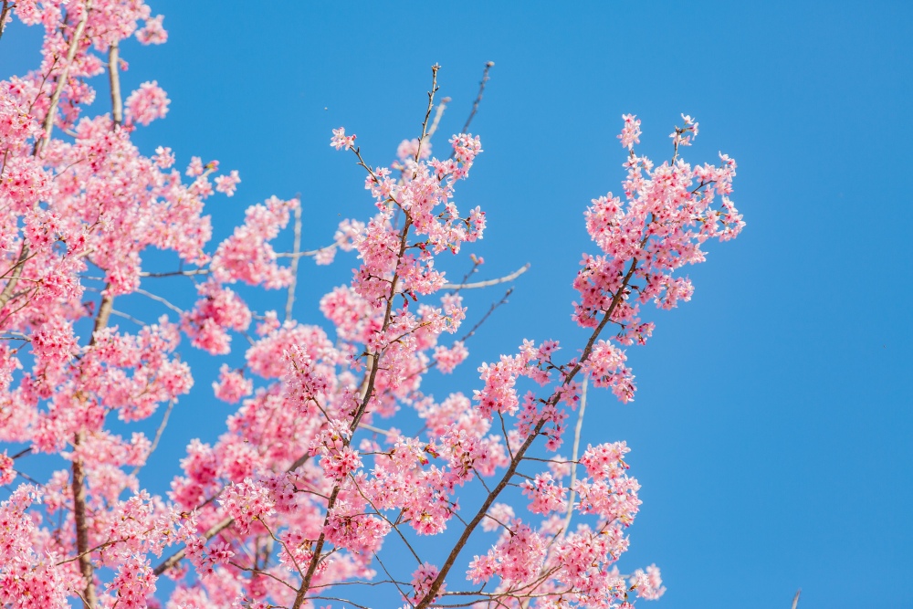 新竹/尖石・司馬庫斯櫻花季｜走進上帝的部落，訂房、車輛通行證怎麼申請？一日遊與二天一夜實際比較