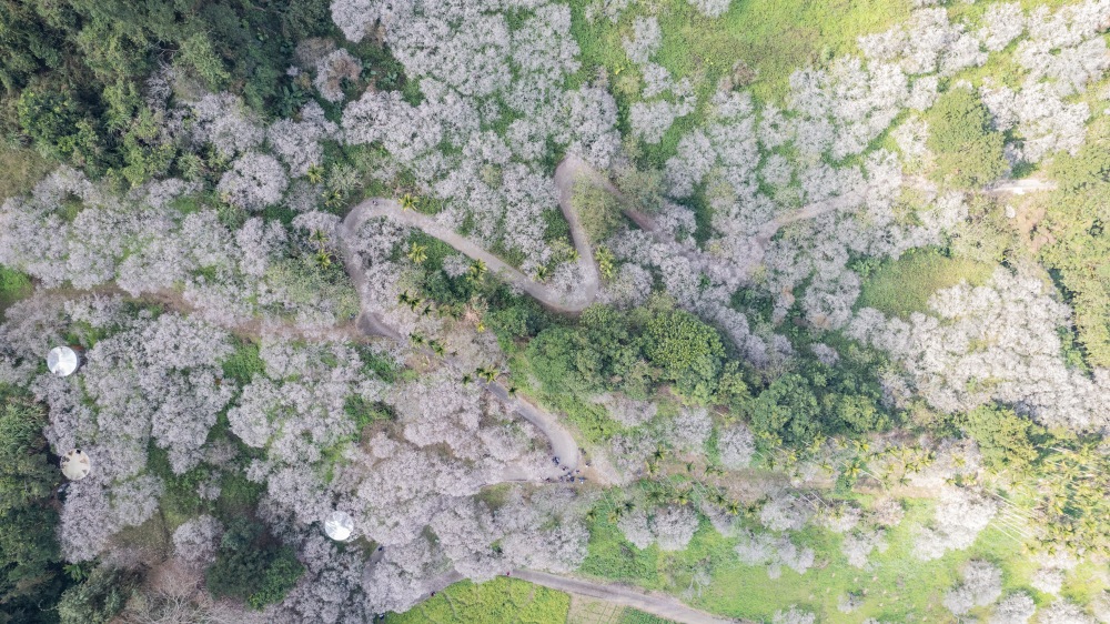 南投/信義・九份二山「七號梅莊」 | 油菜花海 × 梅樹，雙層花海與山路風景，提供自助式熱酸梅汁的山裡人情味