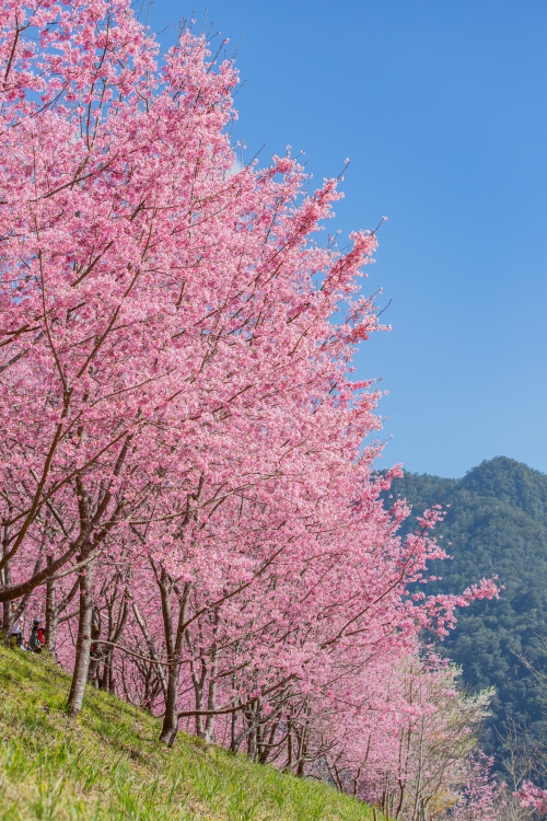 新竹/尖石・司馬庫斯櫻花季｜走進上帝的部落，訂房、車輛通行證怎麼申請？一日遊與二天一夜實際比較