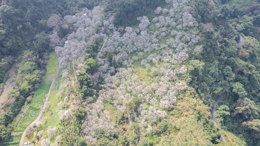 南投/信義・九份二山「七號梅莊」 | 油菜花海 × 梅樹，雙層花海與山路風景，提供自助式熱酸梅汁的山裡人情味
