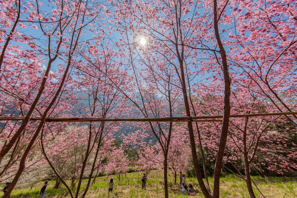 新竹/尖石・司馬庫斯櫻花季｜走進上帝的部落，訂房、車輛通行證怎麼申請？一日遊與二天一夜實際比較