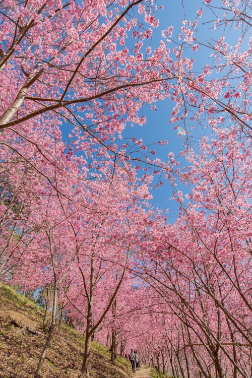 新竹/尖石・司馬庫斯櫻花季｜走進上帝的部落，訂房、車輛通行證怎麼申請？一日遊與二天一夜實際比較