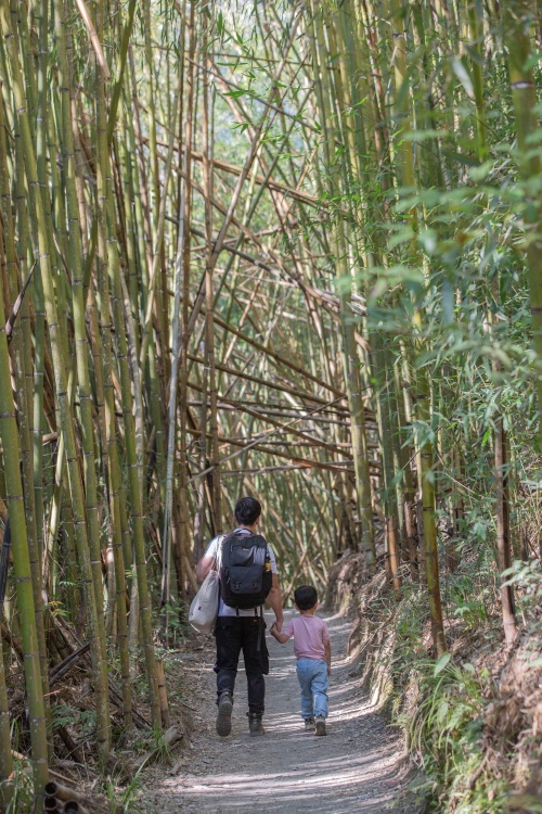 新竹/尖石・司馬庫斯櫻花季｜走進上帝的部落，訂房、車輛通行證怎麼申請？一日遊與二天一夜實際比較