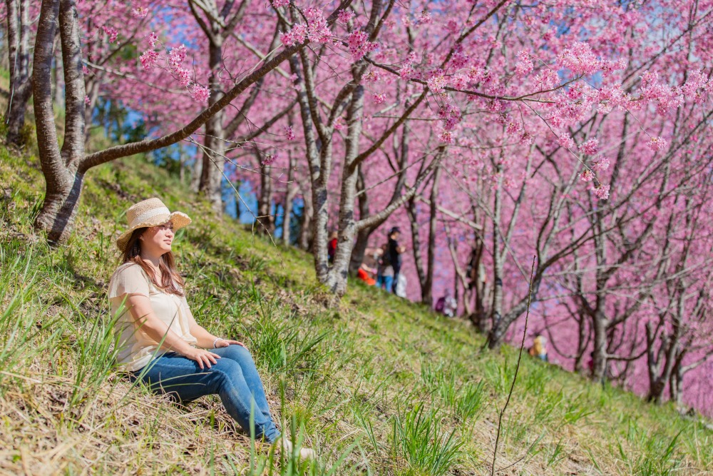 新竹/尖石・司馬庫斯櫻花季｜走進上帝的部落，訂房、車輛通行證怎麼申請？一日遊與二天一夜實際比較