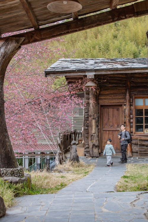 新竹/尖石・司馬庫斯櫻花季｜走進上帝的部落，訂房、車輛通行證怎麼申請？一日遊與二天一夜實際比較