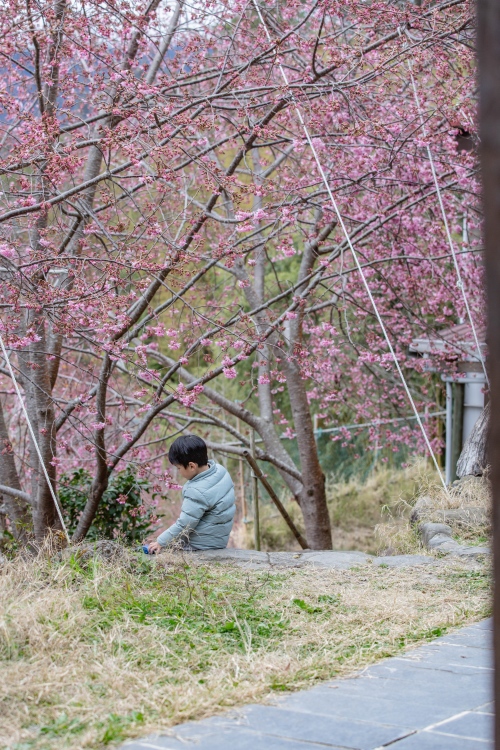 新竹/尖石・司馬庫斯櫻花季｜走進上帝的部落，訂房、車輛通行證怎麼申請？一日遊與二天一夜實際比較