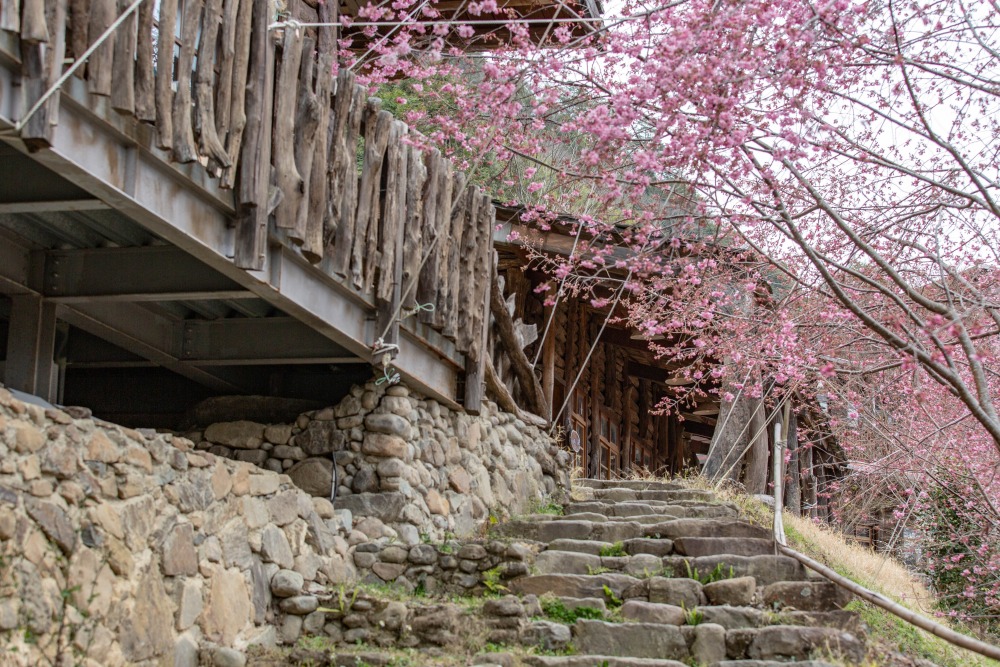 新竹/尖石・司馬庫斯櫻花季｜走進上帝的部落，訂房、車輛通行證怎麼申請？一日遊與二天一夜實際比較