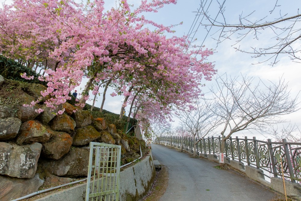 南投/竹山.大鞍「軟鞍八卦茶園」 | 春日限定~櫻花巨龍現身!海拔1,300公尺紅枝垂櫻與昭和櫻接力綻放,花期長的絕美茶山 - 第5張圖 南投/竹山.大鞍「軟鞍八卦茶園」 | 春日限定~櫻花巨龍現身!海拔1,300公尺紅枝垂櫻與昭和櫻接力綻放,花期長的絕美茶山