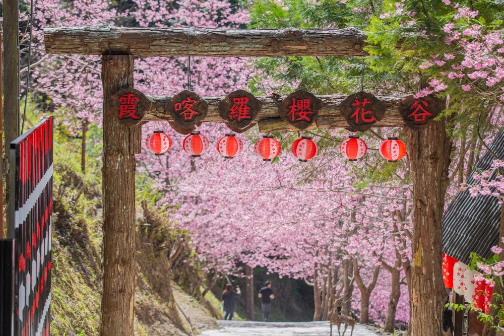 新竹/尖石.養老部落「霞喀羅櫻花谷」 | 走進園主10年心血灌溉的粉紅山谷、滿山坡爆滿花海與絕美觀景平台 - 第2張圖 新竹/尖石.養老部落「霞喀羅櫻花谷」 | 走進園主10年心血灌溉的粉紅山谷、滿山坡爆滿花海與絕美觀景平台