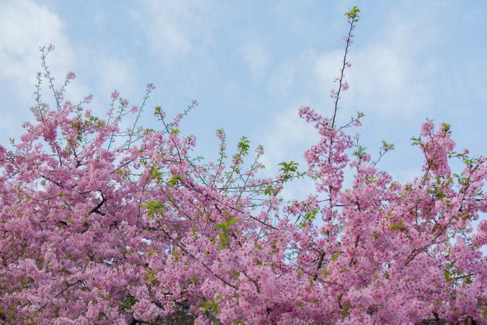 南投/竹山.大鞍「軟鞍八卦茶園」 | 春日限定~櫻花巨龍現身!海拔1,300公尺紅枝垂櫻與昭和櫻接力綻放,花期長的絕美茶山 - 第15張圖 南投/竹山.大鞍「軟鞍八卦茶園」 | 春日限定~櫻花巨龍現身!海拔1,300公尺紅枝垂櫻與昭和櫻接力綻放,花期長的絕美茶山