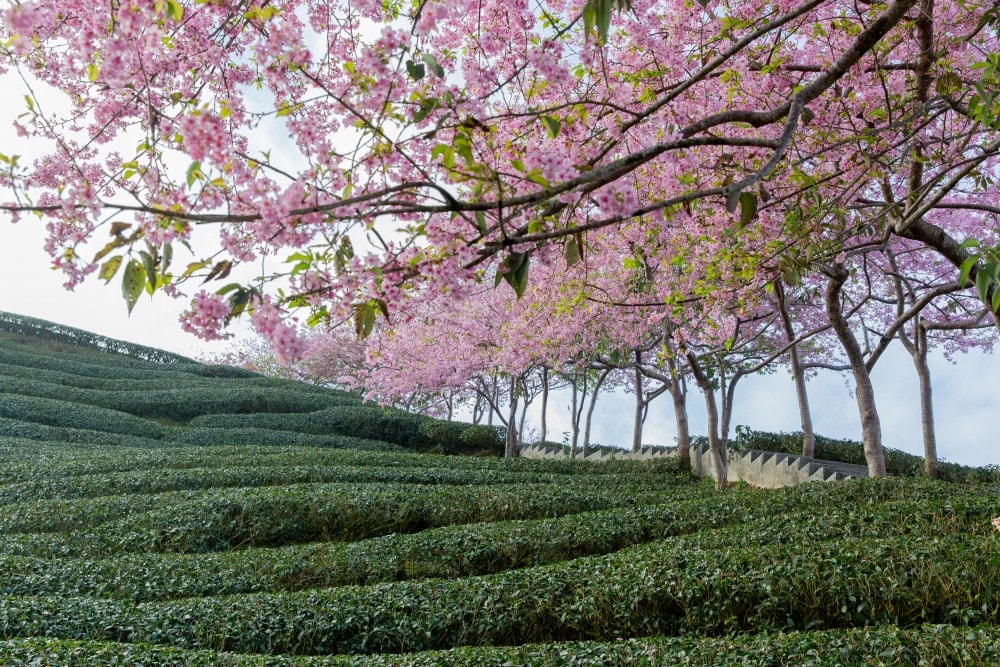 南投/竹山.大鞍「軟鞍八卦茶園」 | 春日限定~櫻花巨龍現身!海拔1,300公尺紅枝垂櫻與昭和櫻接力綻放,花期長的絕美茶山 - 第29張圖 南投/竹山.大鞍「軟鞍八卦茶園」 | 春日限定~櫻花巨龍現身!海拔1,300公尺紅枝垂櫻與昭和櫻接力綻放,花期長的絕美茶山