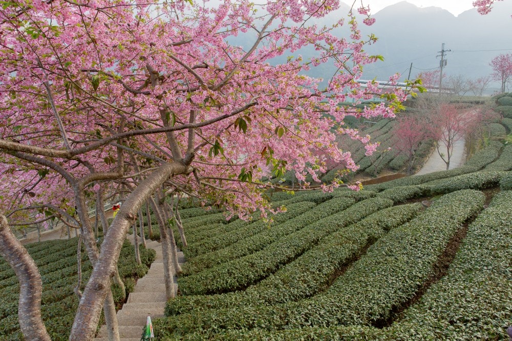 南投/竹山.大鞍「軟鞍八卦茶園」 | 春日限定~櫻花巨龍現身!海拔1,300公尺紅枝垂櫻與昭和櫻接力綻放,花期長的絕美茶山 - 第30張圖 南投/竹山.大鞍「軟鞍八卦茶園」 | 春日限定~櫻花巨龍現身!海拔1,300公尺紅枝垂櫻與昭和櫻接力綻放,花期長的絕美茶山